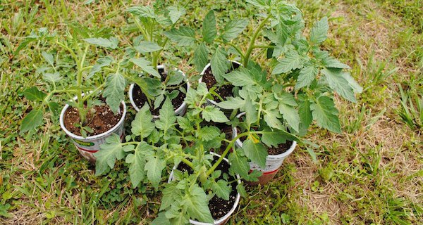 Plant tomatoes