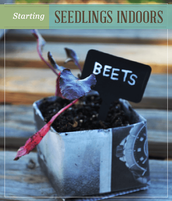 Starting Seedlings Indoors