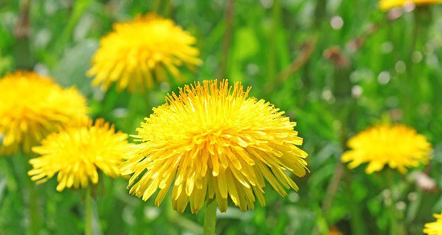 dandelion | Picking Edible & Medicinal Plants – Must Know Rules 