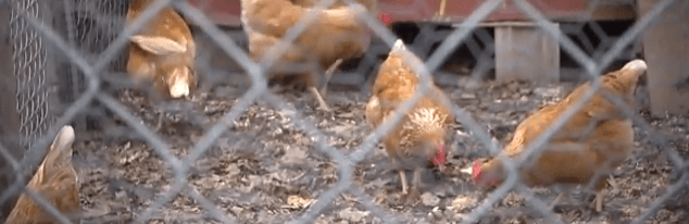 raising-chickens