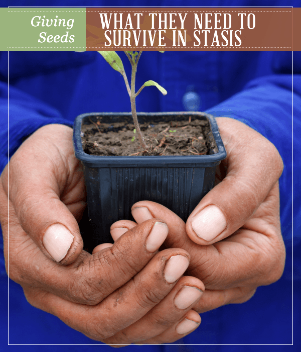 Giving Seeds What They Need to Survive in Stasis