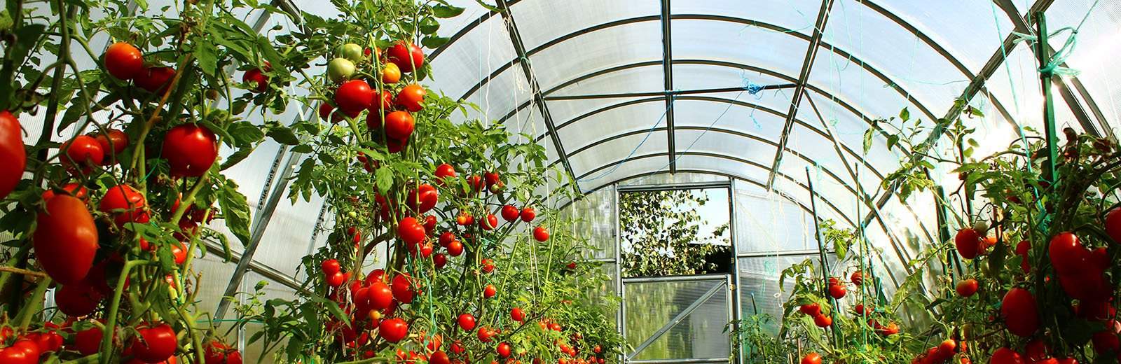 DIY-greenhouse