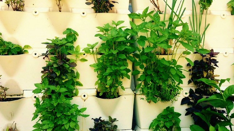 Build A Hanging Herb Garden | Homesteading Simple Self Sufficient Off ...