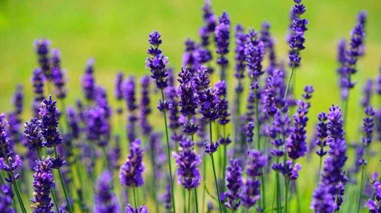 Featured | Lavender flowers | How to Make Lotion | Calming Lavender