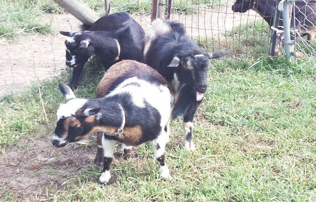 You know it's Goat Breeding Season When.... Keep reading for 7 signs your goats are ready to mate.