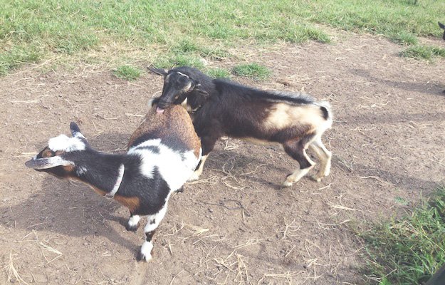 You know it's Animal Breeding Season When.... Keep reading for 7 signs your goats are ready to mate.