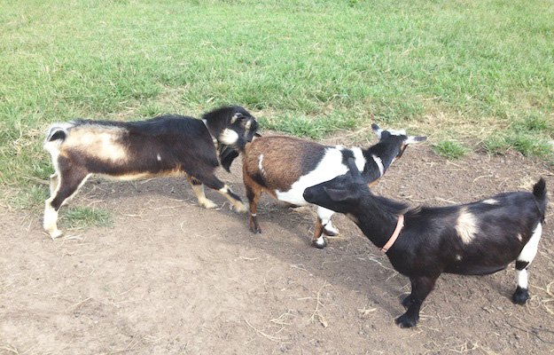 goat breeding & animal mating tips | You know it's Goat Breeding Season When.... Keep reading for 7 signs your goats are ready to mate.