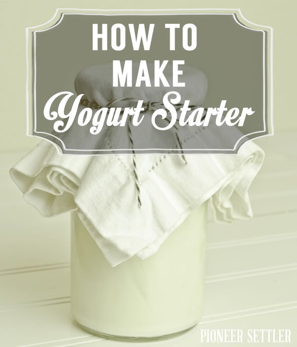 making yogurt starter