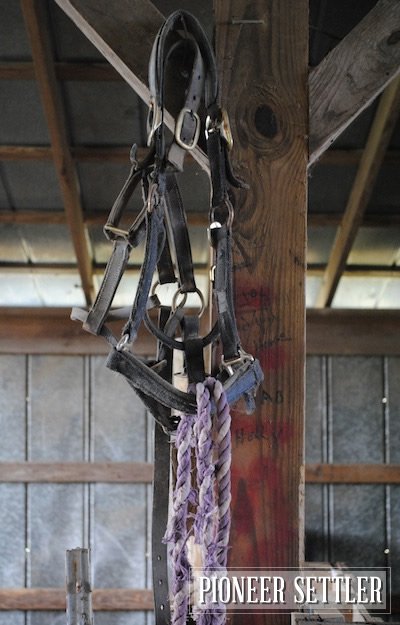 Halter and Lead Rope | 9 Things I Always Have at the Barn