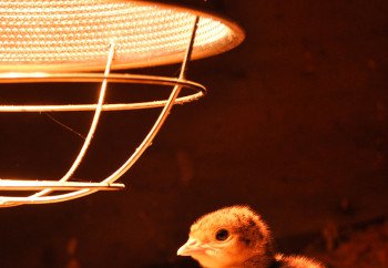 heat lamp safety tips for winter