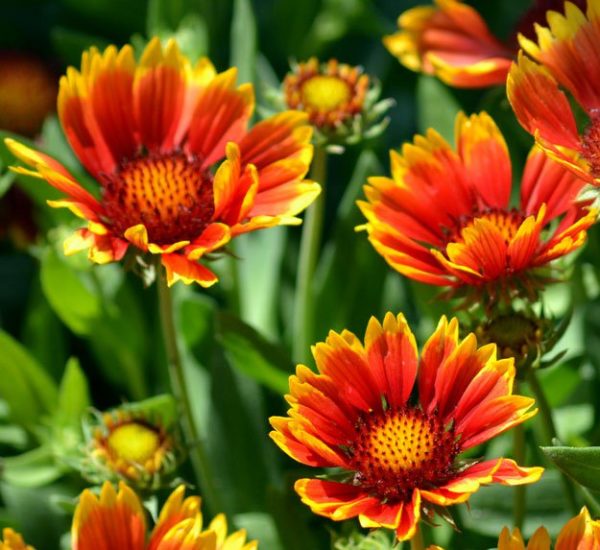 25 Types of Flowers to Plant for Summer - Gaillardia | Homesteading ...