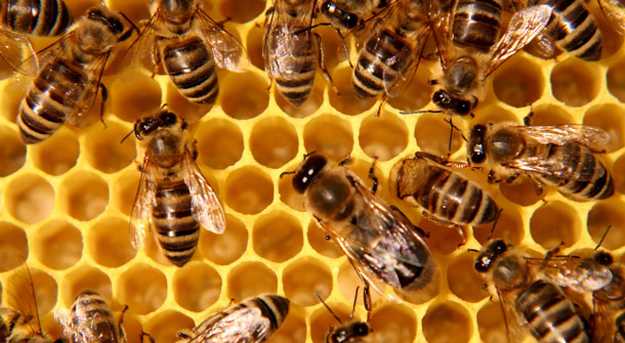 NEWS: The Bee Population is Declining, what can we do? | How to Save the Bees https://homesteading.com/bee-population-decline-save-the-bees