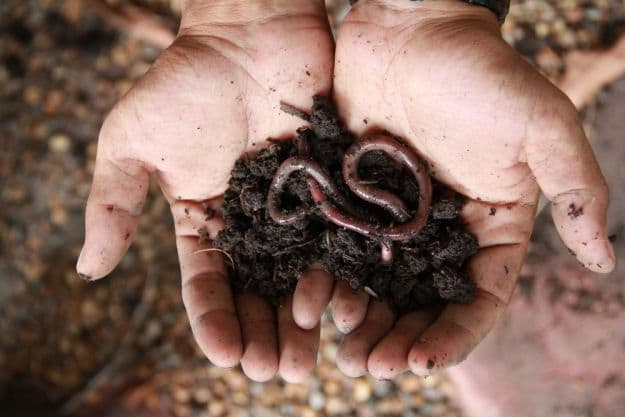 Where Do I Buy The Worms | Vermicomposting | Fertilize With Worm Castings