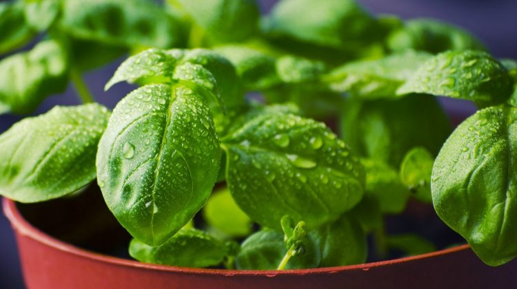 Featured | Fresh basil in a pot | Growing Basil Indoors