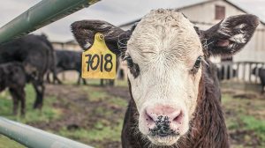 Featured | Calf in farm | Homesteading Steps To Taking More Responsibility For Your Food