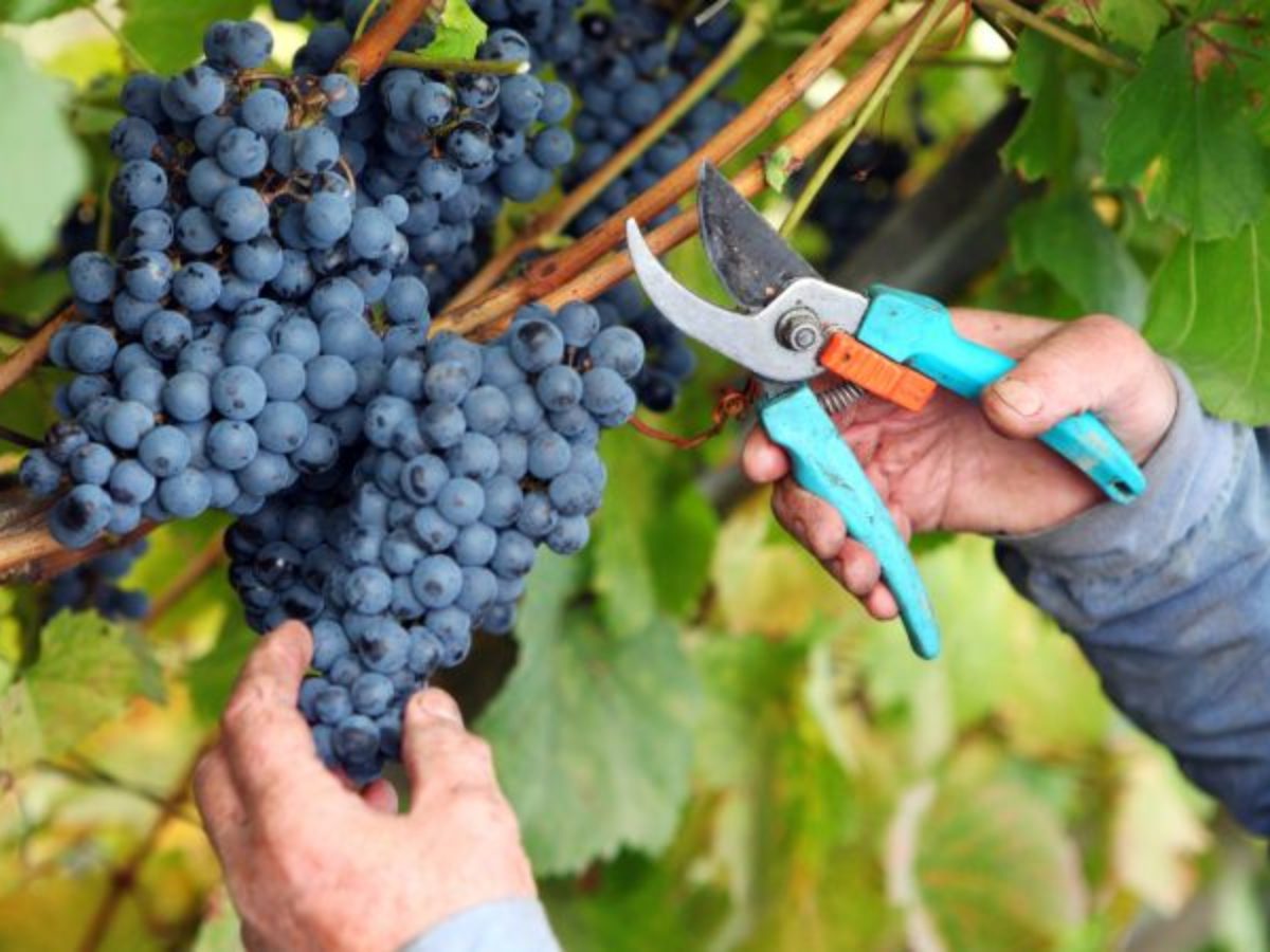 How to Make Wine In Your Backyard | Winemaking Beginners