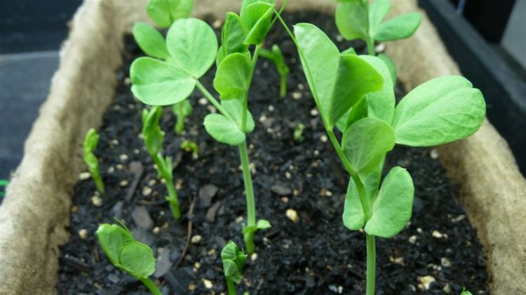 How To Germinate Seeds | A Homesteader's Guide To Sprouting Seeds