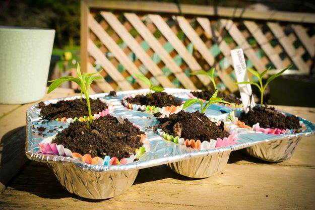 Muffin Trays | How To Germinate Seeds A Homesteader's Guide To Sprouting Seeds