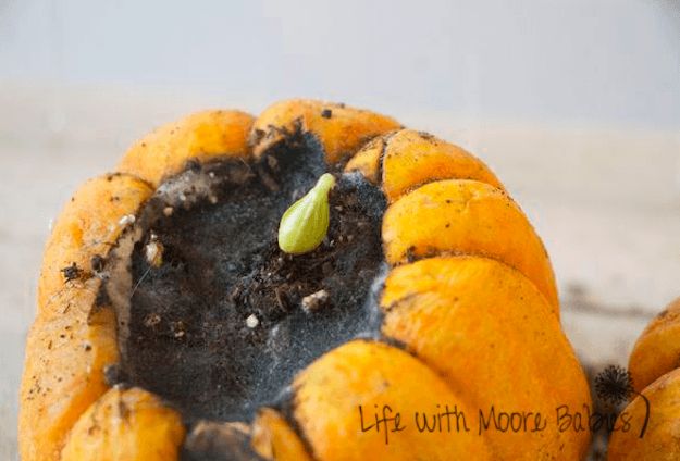 Pumpkin | How To Germinate Seeds A Homesteader's Guide To Sprouting Seeds