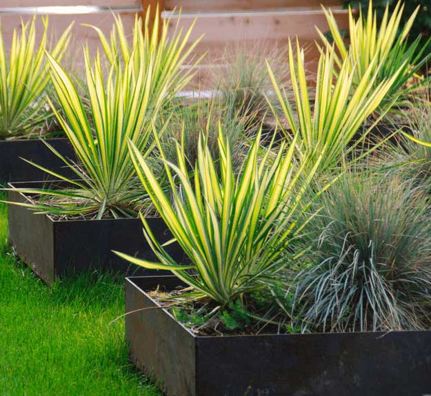 drought-tolerant-plant-ideas-for-your-homestead