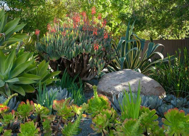 40 Drought Tolerant Plant Ideas For Your Homestead's Landscapesucculent 