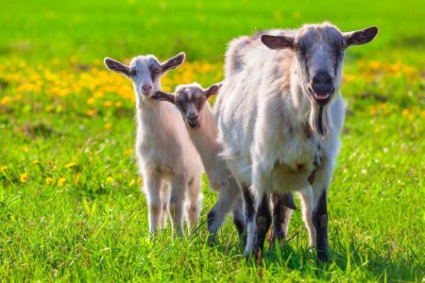 Goat Behavior [chapter 3] Raising Goats 