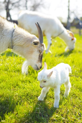 goat health care
