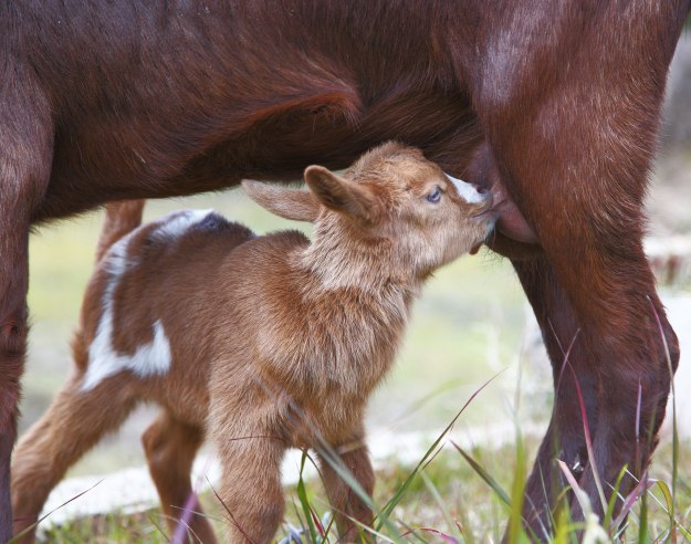 How To Milk A Goat [chapter 8] Raising Goats Homestead Handbook