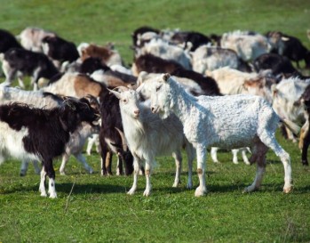Types of Goats | Raising Goats