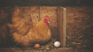 Featured | Chicken with eggs in barn | Raising Chickens For Eggs | Homestead Handbook