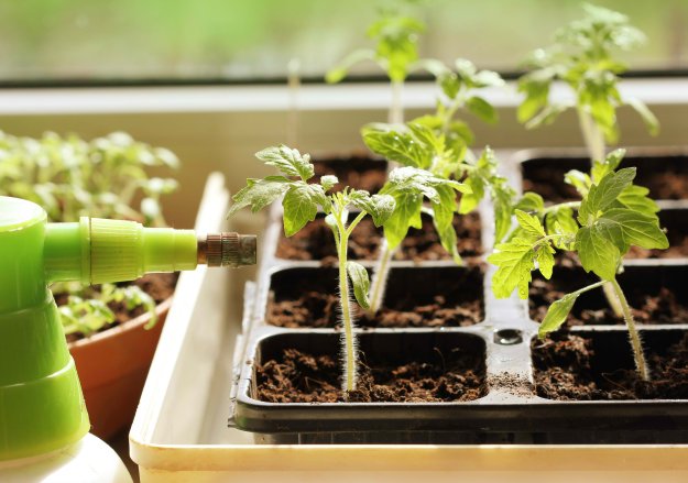 how to grow an herb garden