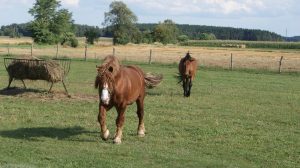 Featured | Poland village horses | Fodder Definition | What do Horses Eat?