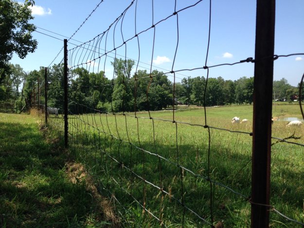 Homesteading Fence | Land and Farm For Sale | How to Buy Property for Homesteading