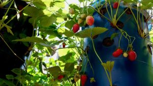 Featured | Vertical strawberry towers with ripe fruit growing in a garden | Why Every Homestead Needs A Tower Garden