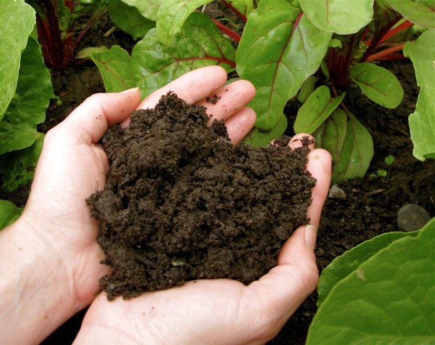 Soil | Homesteader's Guide to Soil Improvement