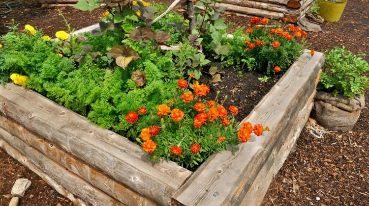 Featured | Raised flower bed in wooden frame | How to Build a Raised Flower Bed