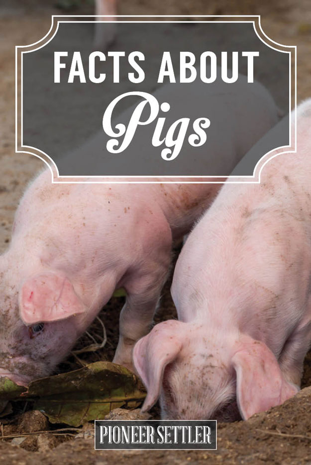 Facts About Pigs Pig Facts Even Old MacDonald Should Know 