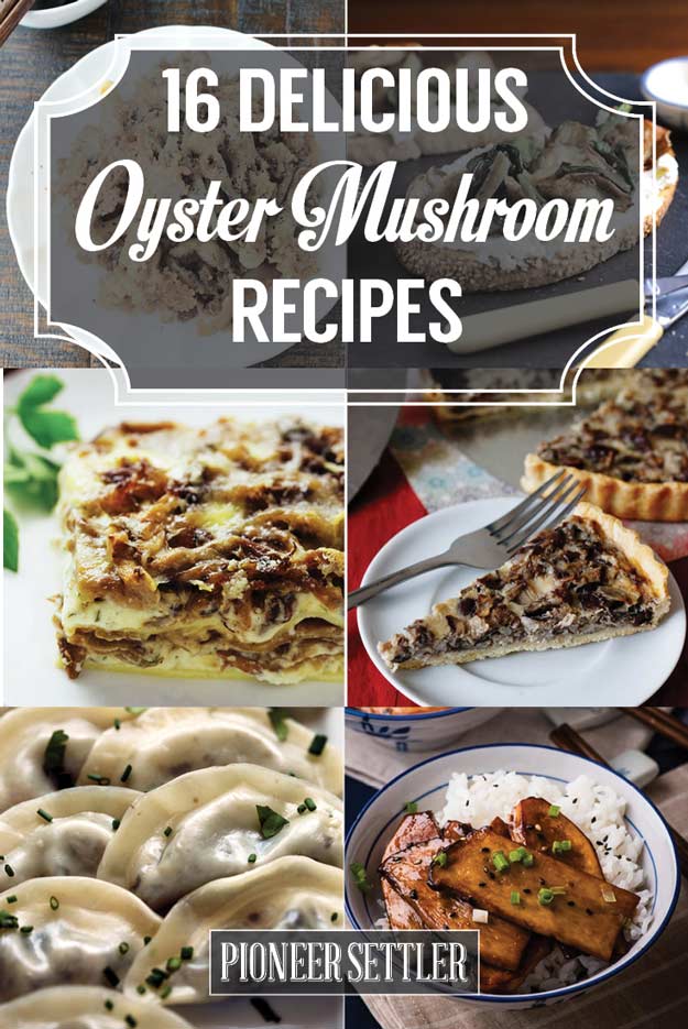 16 Mouth-Watering Oyster Mushroom Recipes