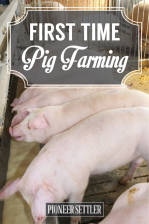 First Time Pig Farming