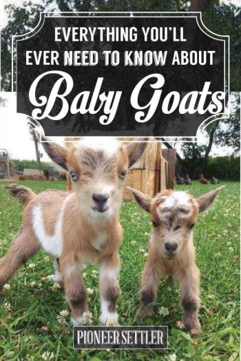 How to Raise a Baby Goat to Grow Up Big & Strong | Homesteading Simple ...