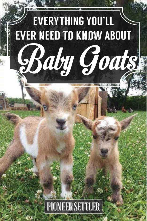 Best Practices for Raising Baby Goats