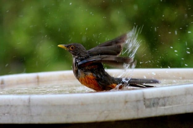 Add A Bird Bath | Bird Bath & All You Need To Know In Keeping Your Backyard Birds Happy
