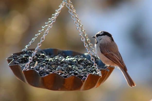 Hang Up A Bird Feeder | Bird Bath & All You Need To Know In Keeping Your Backyard Birds Happy