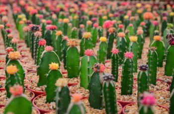 Could Cactus Farming save California from drought?