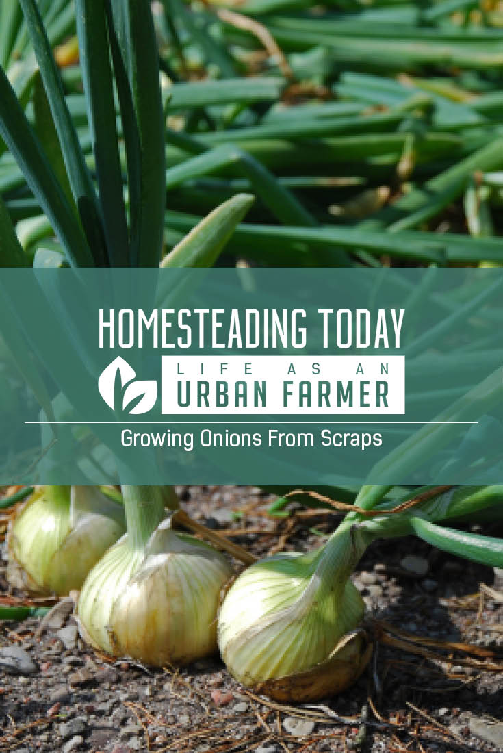 Learn How to Plant, Grow, Harvest, and Store Your Own Onions