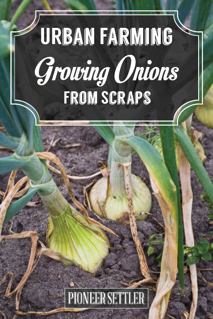 Growing Onions From Scraps Homesteading Simple Self Sufficient Off   Growing Onions From Scraps 