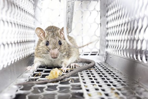 how to get rid of mice in your house humanely