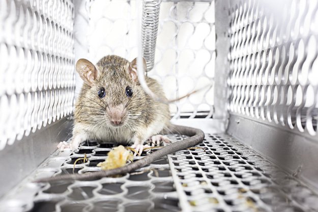 best way to get rid of mice and rats in your house