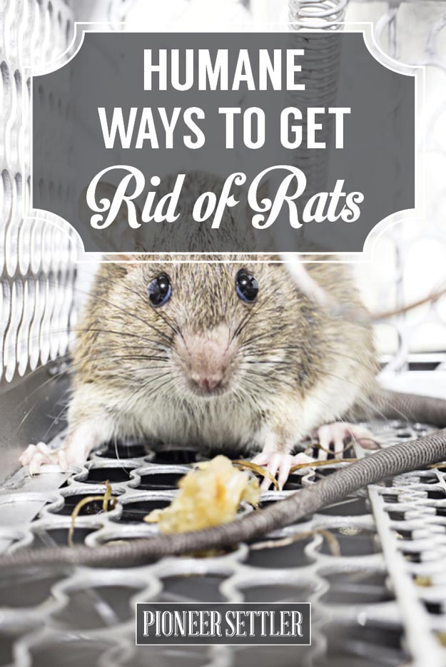 6 Ways To Get Rid of Mice & Rats In Your House Humanely