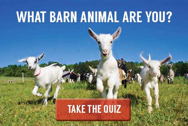 What Kind of Barn Animal Are You? - QUIZ | Homesteading Simple Self  Sufficient Off-The-Grid 